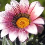 Thumbnail of post image 199