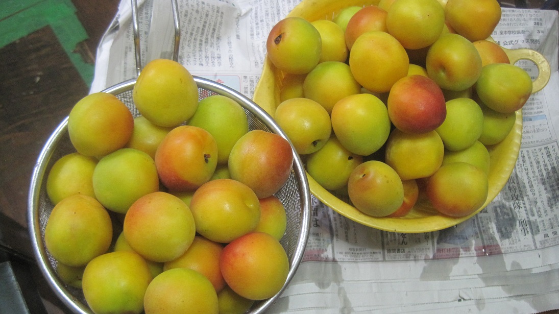 2016年6月 梅干し漬けました。(*^^*)