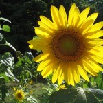 Thumbnail of post image 132