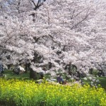 Thumbnail of post image 083