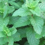 Thumbnail of post image 085