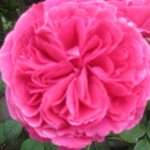 Thumbnail of post image 111