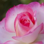 Thumbnail of post image 026