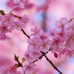 Thumbnail of post image 177