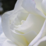 Thumbnail of post image 173